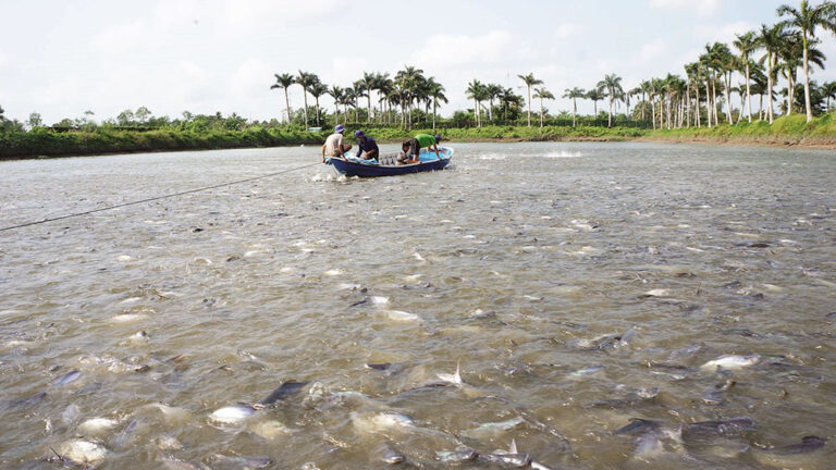 Vĩnh Long: Kiểm soát dịch bệnh thủy sản dài hạn
