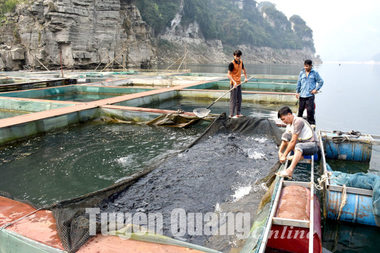 Tuyên Quang: Bảo vệ vùng nuôi trồng thủy sản