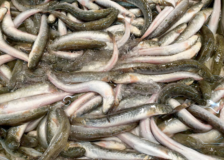 ĐBSCL: Giá cá kèo tăng mạnh, thận trọng khi tái sản xuất ồ ạt