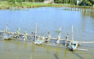 Trà Vinh: Nhiều khó khăn ở đầu vụ Tôm nuôi vùng nước lợ