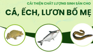 Cải thiện chất lượng Sinh Sản cho Cá, Ếch, Lươn bố mẹ như thế nào?